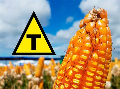 Quais São Os Alimentos Transgênicos - 7