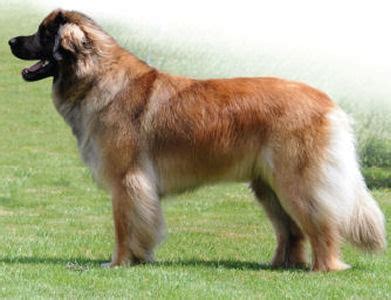 Der Leonberger Leonberger Bayern