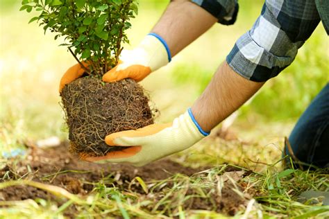 Voici les 7 arbres qui poussent le plus rapidement pour créer un jardin