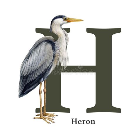 Heraldry Heron Stock Illustrations 45 Heraldry Heron Stock