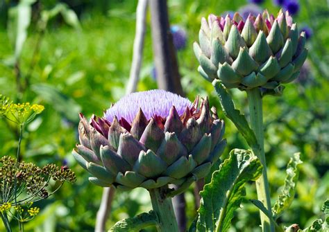 Globe Artichoke Plant Characteristics At Leta Tabor Blog