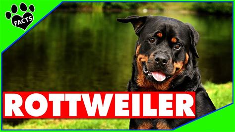 Top 10 Fun Facts About Rottweilers Dogs 101 Youtube