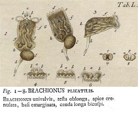 Brachionus Plicatilis Müller O F 1786 Animalcula Infusoria