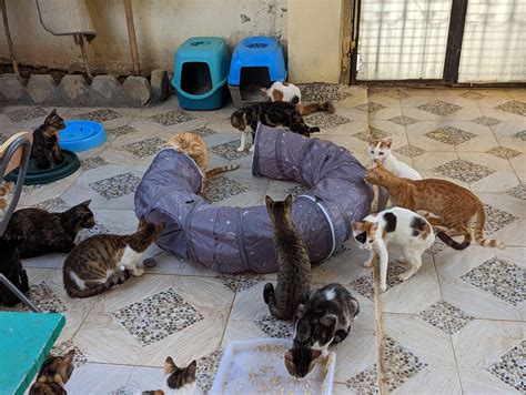 For comparison: there are way better cat shelters in Egypt that aren't