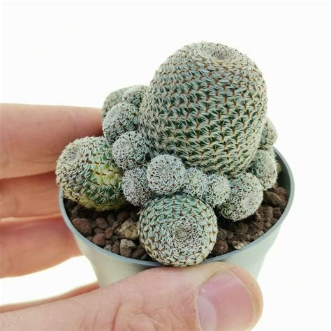 Rebutia Heliosa Var Condorensis F Variegata Cm Cactaceae