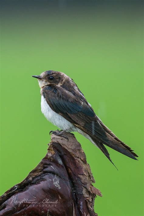 75pacific Swallow Hirundo Tahitica Norydthzuan Muhamad Flickr