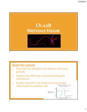 Ch 13 Spinal Cord Lecture Notes Ch 13 Spinal Cord Spinal Nerves