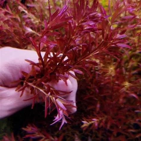 Rotala Blood Red Singapore Version Sg Stems Buy Plants