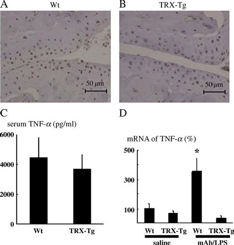 8 Ohdg And Tnf α Expression Within The Joints Of Arthritic Mice Download Scientific Diagram