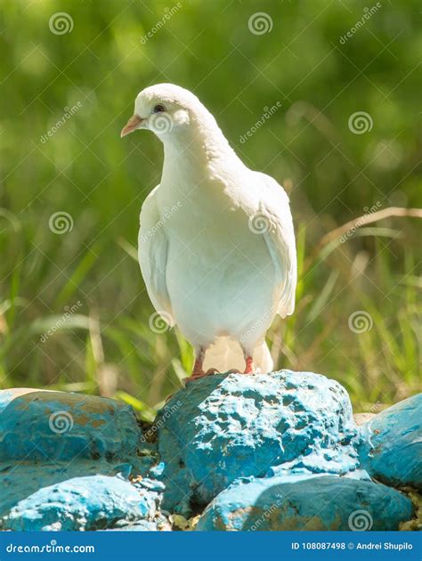 Pomba Do Branco Que Anda No Parque Fora Foto De Stock Imagem De