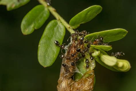 Argentine Ants: Identification, Bites, Size, Location, & Control - Ant ...