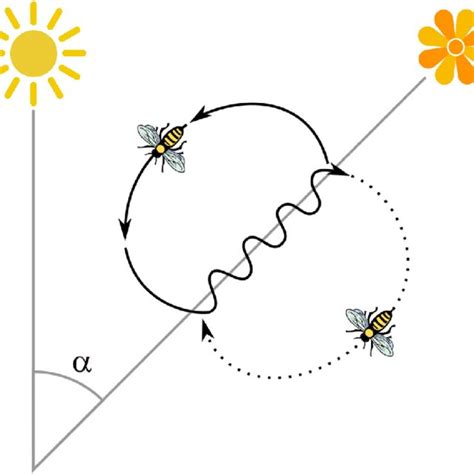 A Graphical Depiction Of The Honey Bee Waggle Dance From A Top Down