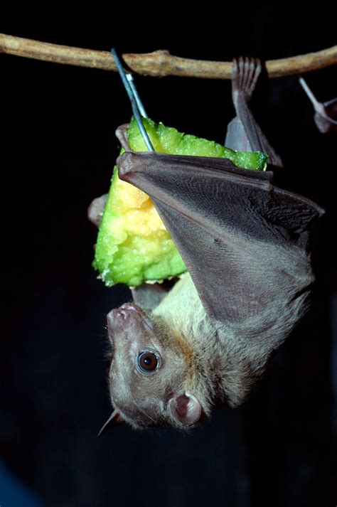 19 of the Cutest Bat Species | Bat species, Cute bat, Bat facts