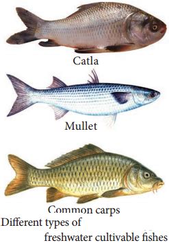 Aquaculture and its Various Types of Culture – NCERT MCQ