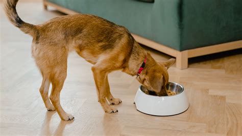 Las Mejores Marcas De Croquetas Para Perros Seg N La Profeco Mvs