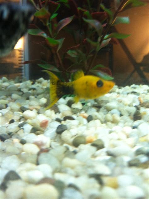 My Gold Panda Molly Fish Photo 36523675 Fanpop