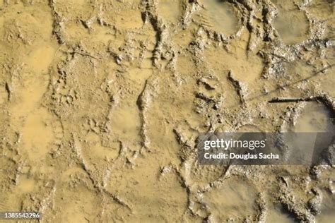 Mud Road Texture Photos and Premium High Res Pictures - Getty Images