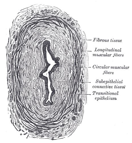 Ureter - wikidoc