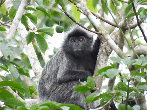 Lutung Silver (Trachypithecus cristatus) - Yayasan Konservasi Pesisir ...