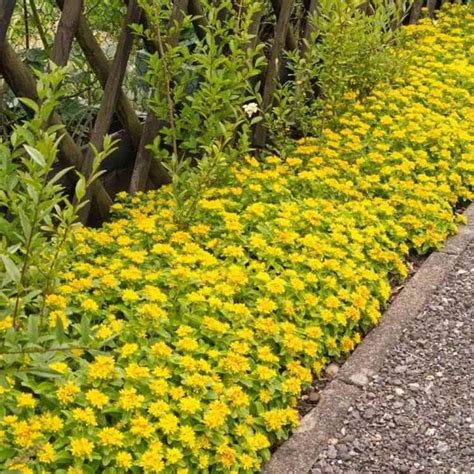 Gelb blühende Bodendecker für schattige und sonnige Bereiche im Garten