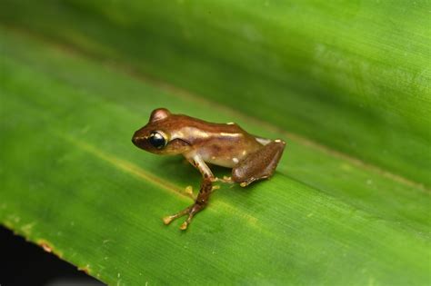 Three New Species Of Frogs Found Nestled In Madagascars Pandan Trees