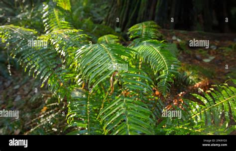 Damp Forest Ferns. Ferns on a temperate rainforest floor of the Pacific Northwest Stock Photo ...