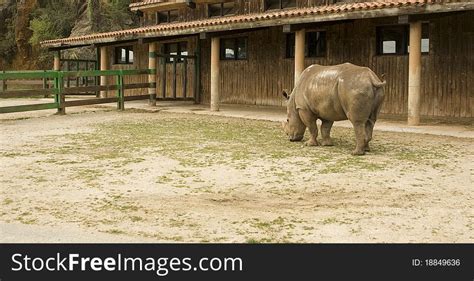 22+ Zoo rhino grazing Free Stock Photos - StockFreeImages