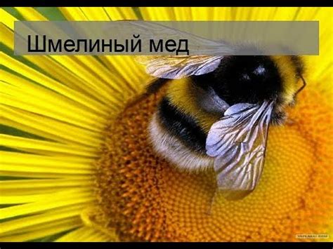 Шмелиный мед - YouTube