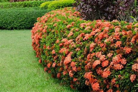 Ever Flowering Ixora Plants Growing Tips And Medicinal Uses