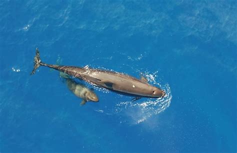 Hawaiis Endangered False Killer Whales A Closer Look