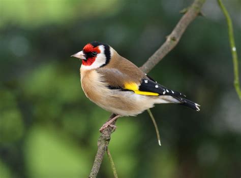 The Fascinating World Of British Finches - BIRD LOVER