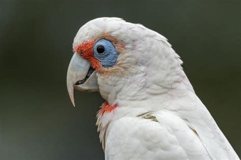 Long Billed Corella Photograph By Merrillie Redden