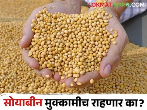 सोयाबीनचे दर काही वाढेनात सोयाबीन उत्पादक शेतकरीवर्ग चिंतेत Soybean Prices Will Not Increase