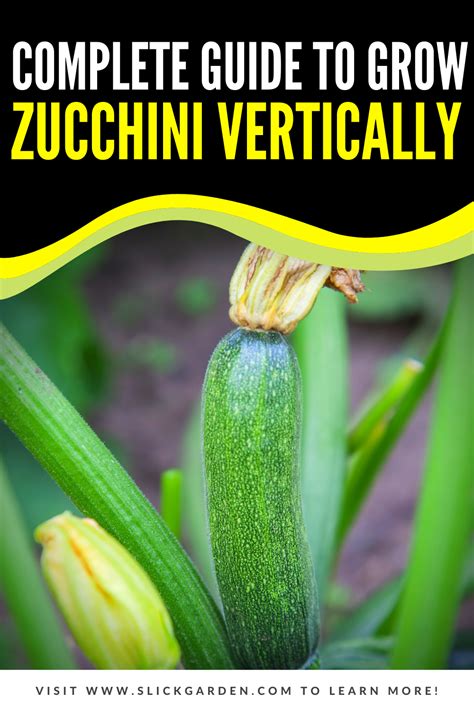 Complete Guide To Grow Zucchini Vertically Growing Zucchini Zucchini Plants Zucchini