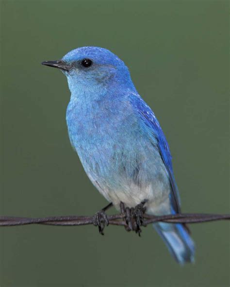 Blue Bird Picture Desktop, Natural Blue Bird Picture, 820x1024, #1942