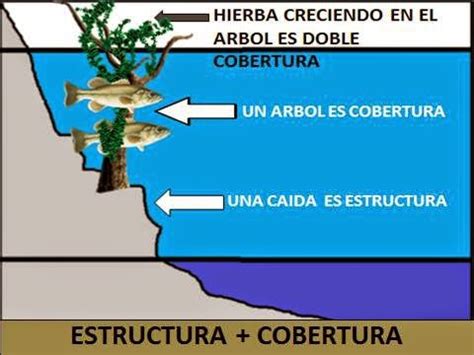 Caza Y Captura La Gu A Definitiva Para La Pesca Del Black Bass Parte