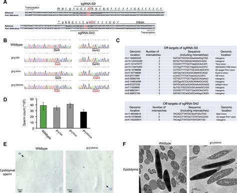 Initiation Of Parental Genome Reprogramming In Fertilized Oocyte By