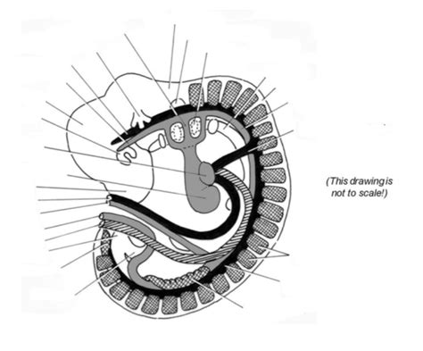 Prac 2, Human Embryo Detailed 1 Diagram | Quizlet