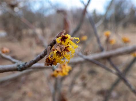 Close Up Shot Of Yellow Blooms On Naked Branches Of Japanese Witch Hazel Hamamelis Japonica In