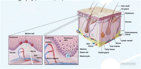 Merkel Cell Carcinoma