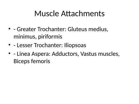 Is The Linea Aspera Anterior Or Posterior 5