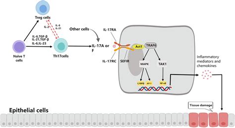 Il 17 Production And Il7 Related Signaling Pathways Naïve T Cells