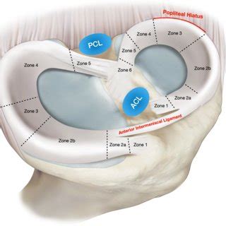 Medial Meniscus Anatomy