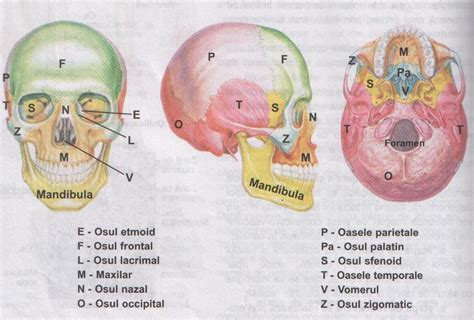 Amg Anatomia Si Fiziologia Omului Esuturile