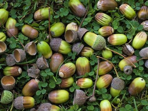 'English Oak Tree Acorns on Forest Floor, Belgium' Photographic Print ...