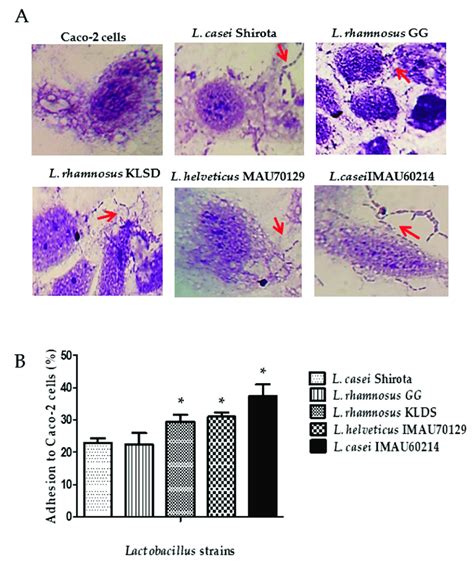 Adhesion Property Of Lactobacillus Strains To Caco Cells A