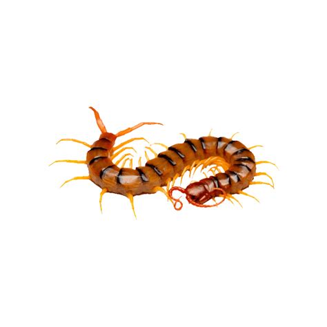 Centipede Png Images Transparent Hd Photo Clipart Photo Clipart