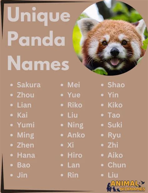 350+ Panda Names: Unique, Cute, and Funny Ideas