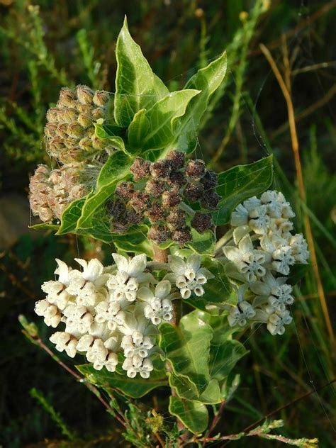 Wild Cotton From Buffaloridge Genadendal 7234 South Africa On May 9