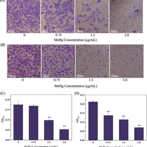 Effects Of MeHg On HTR 8 SVneo Cell Migration A C And Invasion B